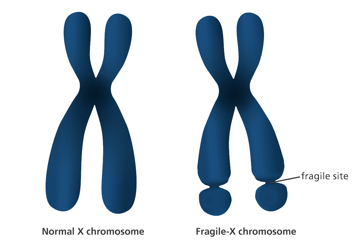 chromosome image